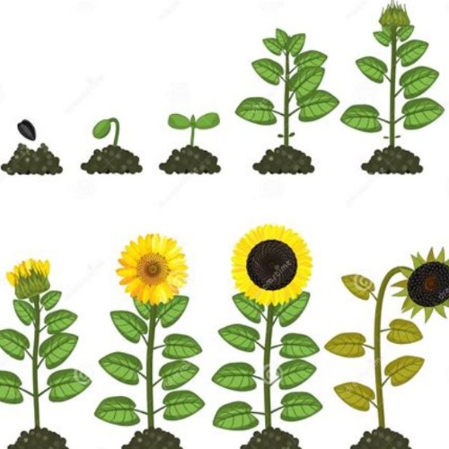 Let's Grow!