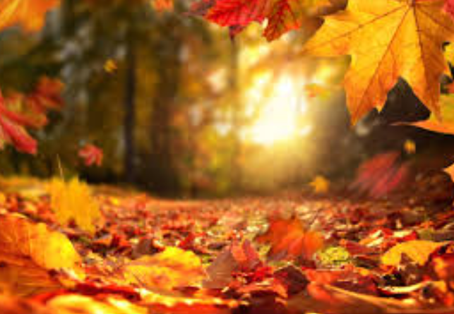 Autumn 1 - Y2 Key information
