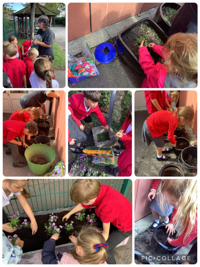 🌱🔬 Bringing Science to Life: Year 2's Bulb Planting with Keyworth Abundance! 🌱🔬